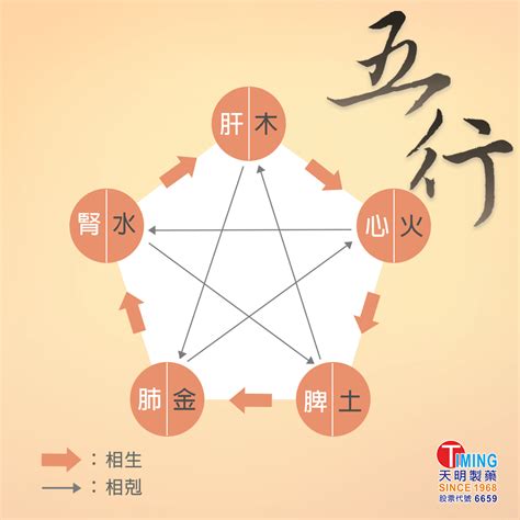 五行 器官對應